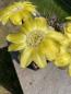 Preview: Acanthocalycium glaucum